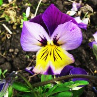 Глазастая :: Людмила Смородинская