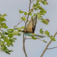 золотистые щурки :: юрий макаров золотистые щурки :: юрий макаров