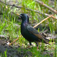 Скворец :: Константин Анисимов