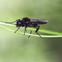 Толстоножка :: Геннадий Супрун Толстоножка :: Геннадий Супрун