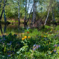 Буйство весенних красок... :: Алексей Мезенцев