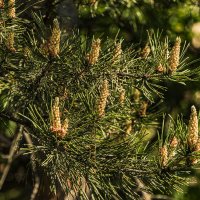 Ёлочки, иголочки. :: Петр Беляков Ёлочки, иголочки. :: Петр Беляков