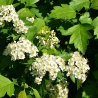 Боярышник :: Oleg4618 Шутченко