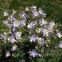 Аквилегия :: Рита Симонова Аквилегия :: Рита Симонова