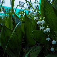 Природа в Городе :: юрий поляков