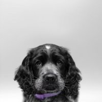 Джек :: Вячеслав Дроздов Джек :: Вячеслав Дроздов