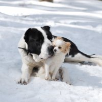 Подруги.Размер не имеет значения:) :: Рудаков Сергей 