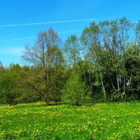 Одуванчиковое поле :: Aida10 