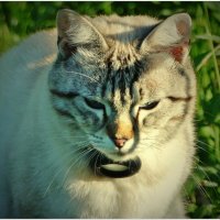 КИСА... :: Elvira E. 