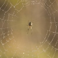 В засаде... :: Андрей Пристяжнюк