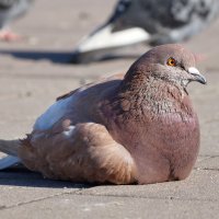 .... :: Андрей Катков .... :: Андрей Катков