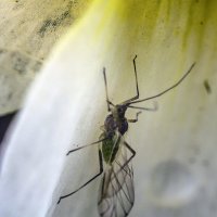 Тля :: Андрей Щетинин