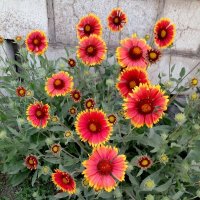 Ромашки :: Татьяна Пальчикова