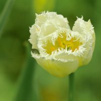 цветение :: Andrey Bragin 