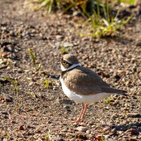 Малый зуёк. :: Yuri Chudnovetz Малый зуёк. :: Yuri Chudnovetz