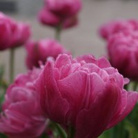 Тюльпаны после дождя :: Lersa 