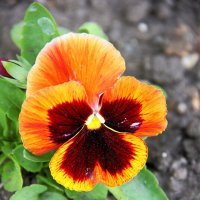 **** :: victor Lion **** :: victor Lion