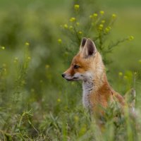 *** :: Валерий Черняк