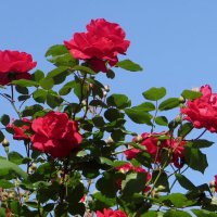 Время плетистых роз :: Татьяна Смоляниченко Время плетистых роз :: Татьяна Смоляниченко