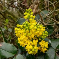 Магония цветёт... :: Николай Гирш Магония цветёт... :: Николай Гирш