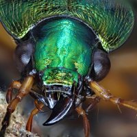 . :: Игорь Осипов