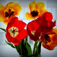 Тюльпаны мая-3 :: Юрий Велицкий