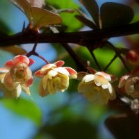 Барбарис :: Оксана (Barbariska) Михайлова