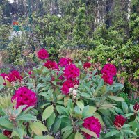 РОДОДЕНДРОН :: Tata Wolf