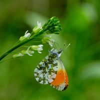 бабочки конца мая 2 :: Александр Прокудин бабочки конца мая 2 :: Александр Прокудин