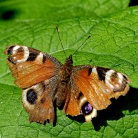 бабочки конца мая 4 :: Александр Прокудин бабочки конца мая 4 :: Александр Прокудин