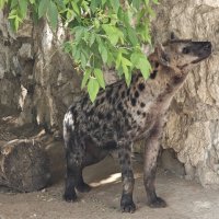 Гиена :: <<< Наташа >>>