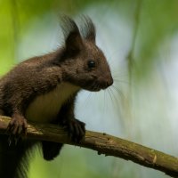 Белка :: Виктория 