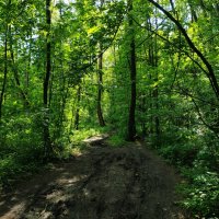 Дебри Измайловского парка :: Андрей Лукьянов