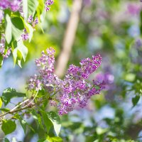 Сирень :: Роман Шаров