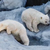 Белый :: SanSan 