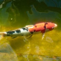 Карп Кои :: Игорь Сикорский Карп Кои :: Игорь Сикорский