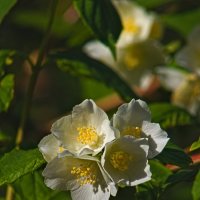 Чубушник :: Giant Tao /