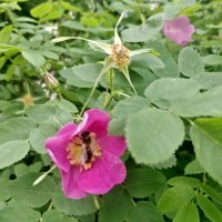 Красный шиповник :: Андрей Хлопонин