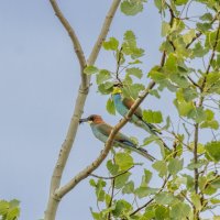 золотистые щурки :: юрий макаров