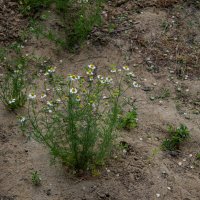 Ромашки :: Анатолий Чикчирный