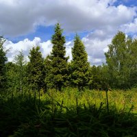 Чебоксары. Ели Ботанического сада. :: Пётр Чернега