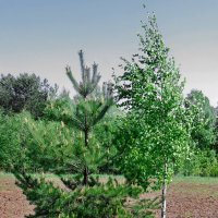 КРАСОТКА И ЕЙНЫЙ ПАПИК :: Юрий Вовк