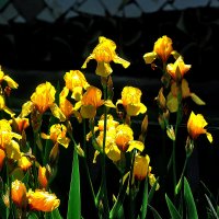Ирисы :: Юрий Гайворонскiий