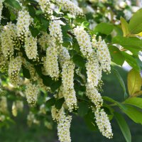 Москва. Парк Коломенское. :: Наташа *****