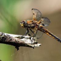 *** :: Владимир Безбородов