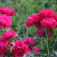 Розы :: Валентина Подгорная