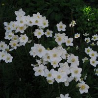 май :: Елена Шаламова май :: Елена Шаламова