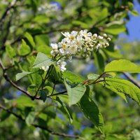 Черёмуховое лето :: Ольга Черёмуховое лето :: Ольга