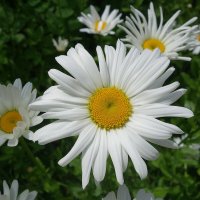 Ромашки :: Рита Симонова