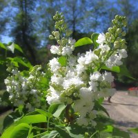 Белая сирень :: Ольга Довженко